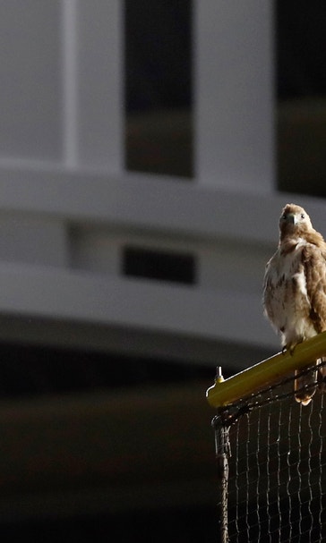 Bird's-eye view: Red-tailed hawk perches at Yankee Stadium